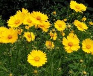 宿根花卉品種特色有哪些？